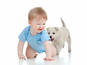 Puppy chasing baby crawling on the ground with a white background